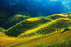 A_sandy_color_of_rice