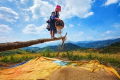 Harvesting_day