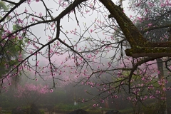 Highland_in_Spring