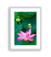 Lotus17-0955