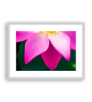 Lotus17-1044