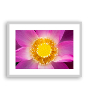 Lotus17-1047