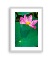 Lotus17-1323