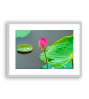 Lotus17-1492