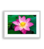 Lotus17-1581
