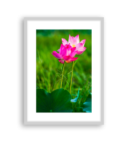 Lotus170207