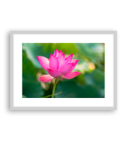 Lotus170245