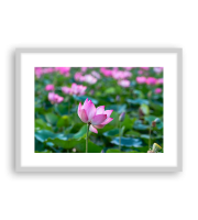 Lotus170252