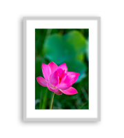 Lotus170264
