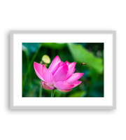 Lotus170279