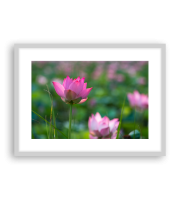 Lotus170333