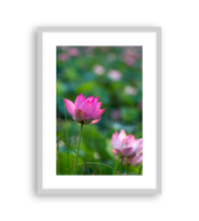 Lotus170334