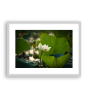Lotus170402