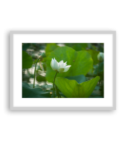 Lotus170408