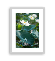 Lotus170446