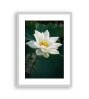 Lotus170462