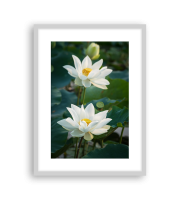 Lotus170466