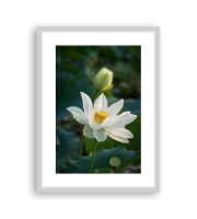 Lotus170473