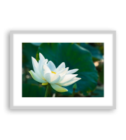 Lotus170482