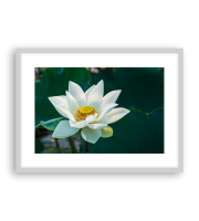 Lotus170486