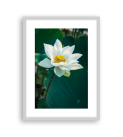 Lotus170490