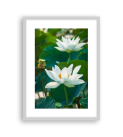 Lotus170507