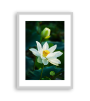 Lotus170528