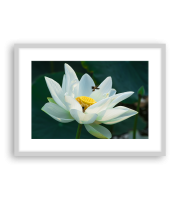 Lotus170542