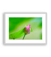 Lotus170861