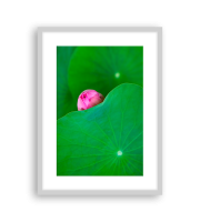 Lotus170875