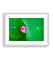 Lotus170884