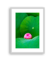 Lotus170892